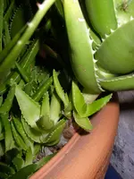 02_12_2019_Winterlasger (8).webp