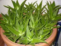02_12_2019_Winterlasger (13).webp