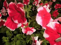 DSCI0289 (2).webp