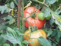 DSCI0624 (1).webp