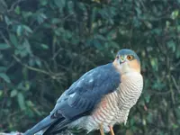 DSCF3331 (2).webp