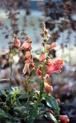 image006.webp