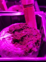 20191203_171802.webp