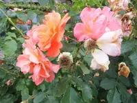 DSCI0094 (2).webp