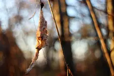 image005.webp
