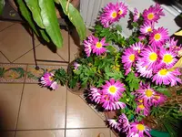 DSC00778.JPG