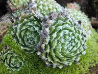 DSCF3345 (2).webp