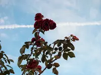 DSCF3343 (2).webp