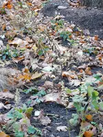 DSCN3248.webp