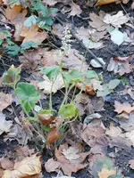 DSCN3249.webp