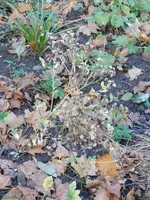 DSCN3254.webp