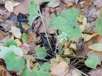 DSCN3256.webp