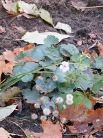 DSCN3261.webp