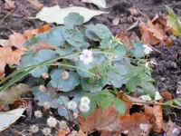 DSCN3263.webp
