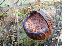 Garten am 10.12.10 5.jpg