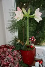 Adventszeit  1819.webp