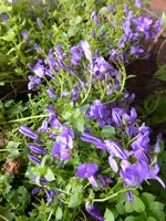 P1140887Glockenblumen.webp
