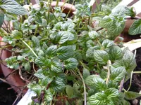 P1140894Englische Minze.webp