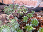 P1140897Semperviven.JPG