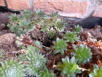P1140897Semperviven.webp