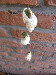 P1140898Billas Schneckenhauskette.JPG