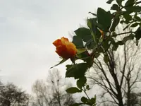 P1040233.webp