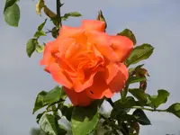 CIMG0951.webp