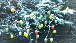 DSCN2011.webp