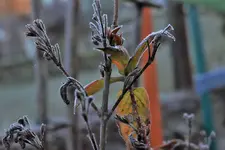 image007.webp