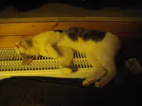 IMGP8496.webp