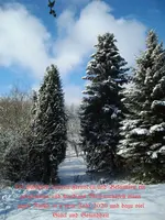 Weihnachtskarte 2019 D.webp