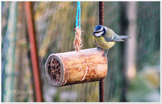 Futterhäuschen 5 (2).webp