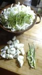 Fenchel.jpeg