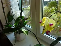 DSC00807.webp