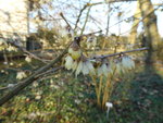 P1140963Chinesische Winterblüte.JPG