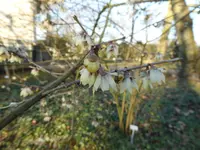 P1140963Chinesische Winterblüte.webp