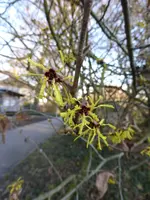 P1140967Zaubernuss.JPG