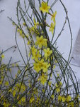 P1140977Winterjasmin.JPG