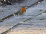 P1140978Rotkehlchen.JPG