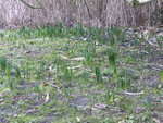 P1140982Austrieb Sommerknotenblume.JPG