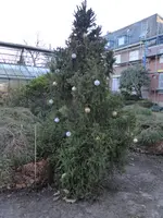 P1140984Weihnachtsbaum vorm eingepackten Mammutblatt.webp