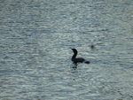 P1140990Kormoran.JPG