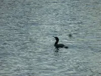 P1140990Kormoran.webp