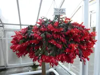 P1140970Weihnachtskaktus rot.JPG