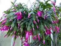 P1140973Weihnachtskaktus rosa.webp