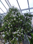 P1140974Geldbaum.JPG