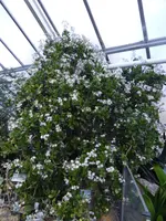 P1140974Geldbaum.webp