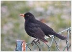 Amsel 4.jpg