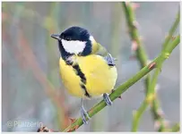 Futterhäuschen 8 (2).webp