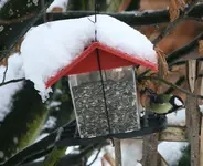 Jan.0619.jpg Kohlmeise.webp